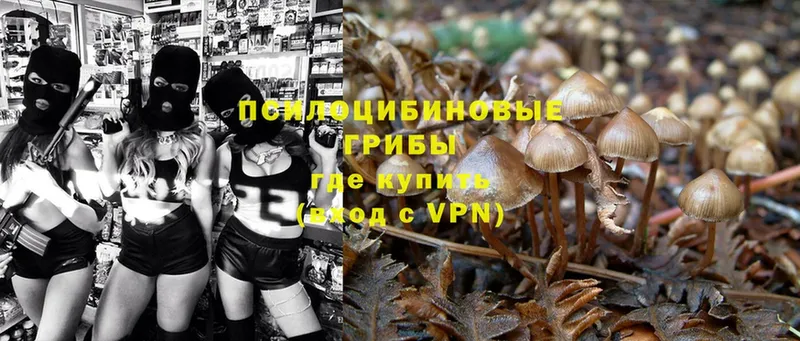 Галлюциногенные грибы Magic Shrooms  сколько стоит  Инсар 